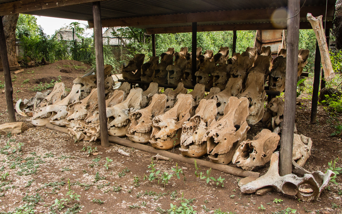 Swasiland Kampf den Wilderern