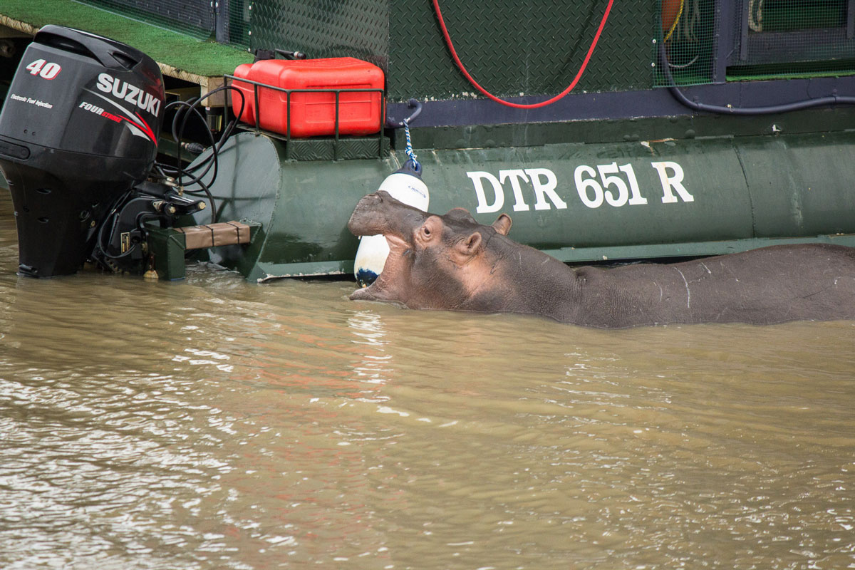 Nilpferd iSimangaliso Wetland Park