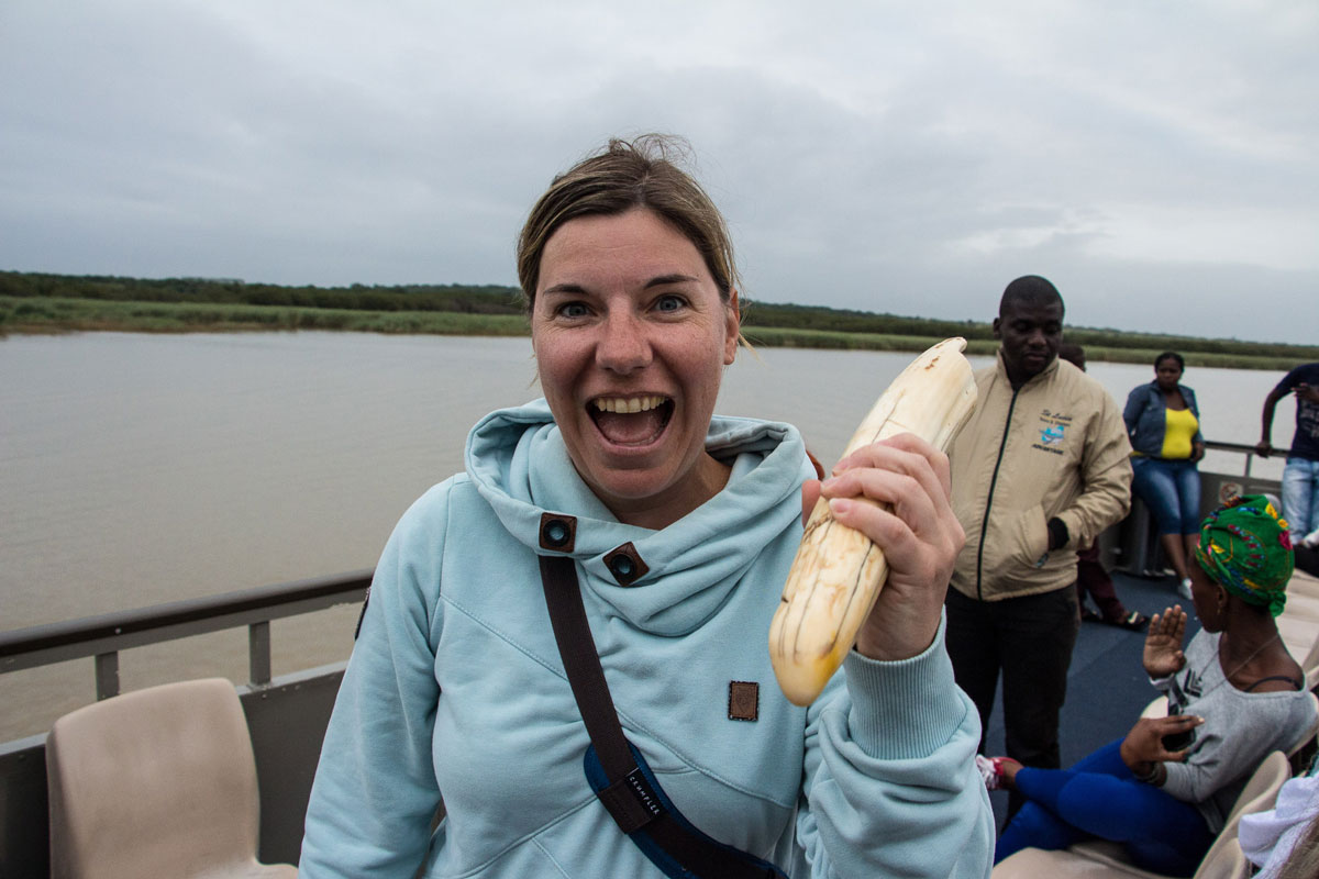 Nilpferd Zahn iSimangaliso Wetland Park