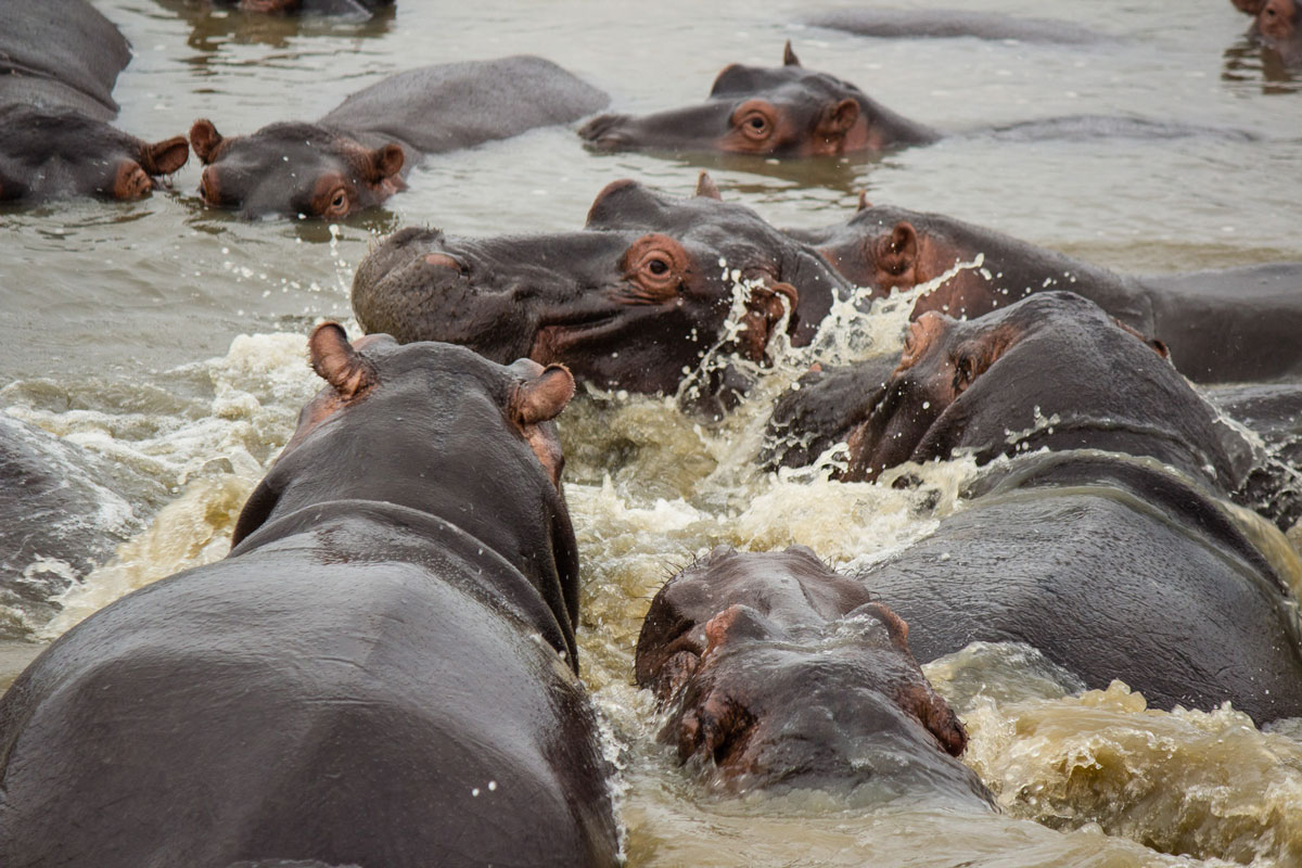 Nilpferde im St Lucia iSimangaliso Wetland Park