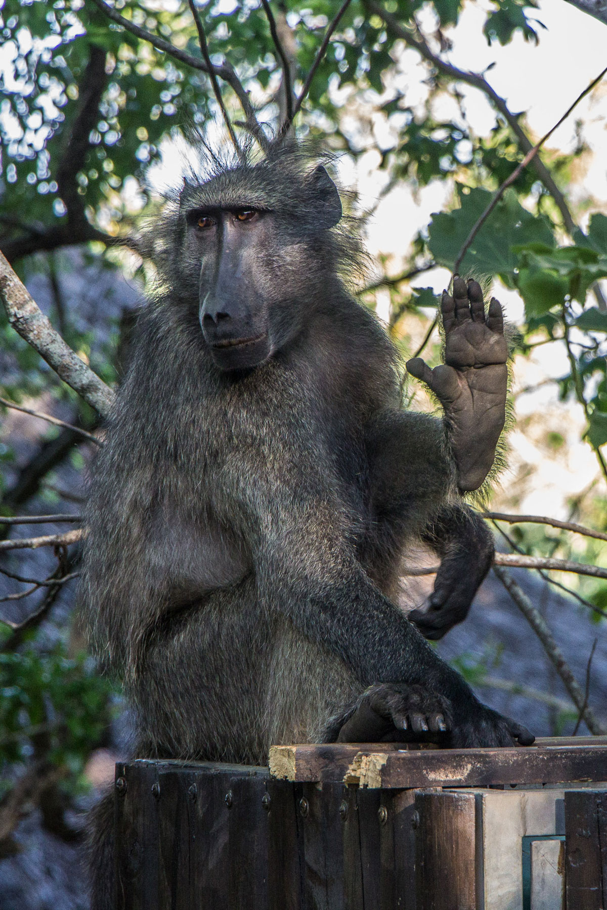 Hilltop Camp Hluhluwe Südafrika Baboon