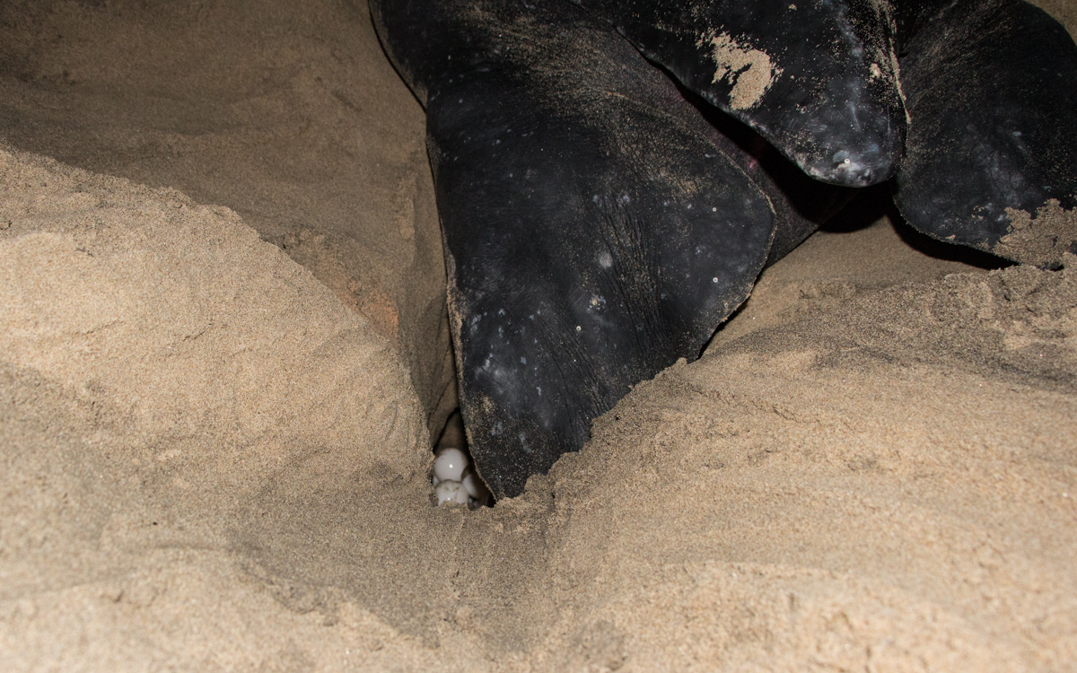 Eier der Lederschildkröte