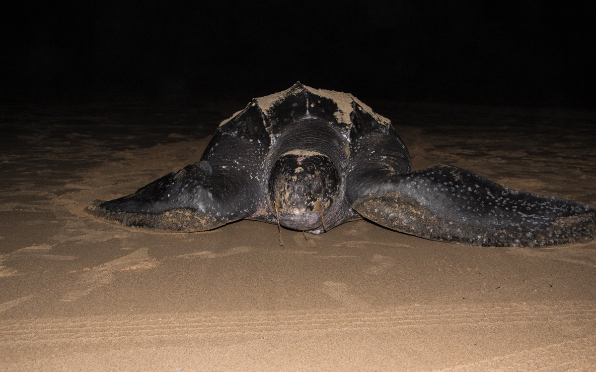 Leatherback Turtle 