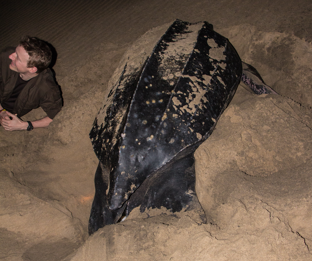 Lederschildkröte Eierablage