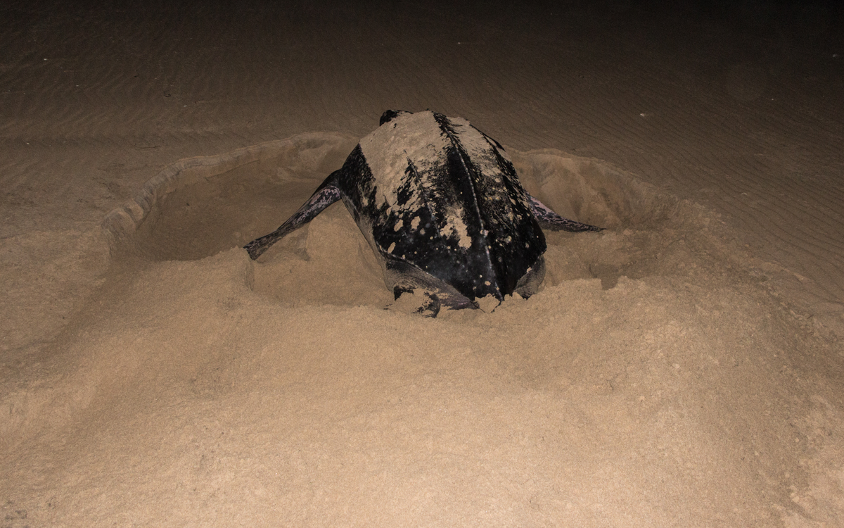 Lederrücken Schildkröte buddelt Eier zu