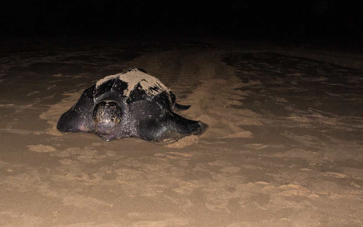 Lederschildkröte zurück ins Meer
