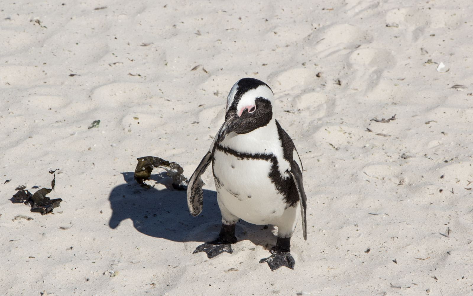 Boluders Beach Südafrika Kaphalbinsel