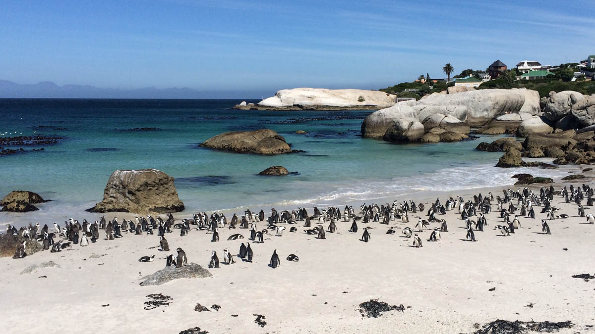 Pinguine am Boulders Beach in Simons Town bei Kapstadt
