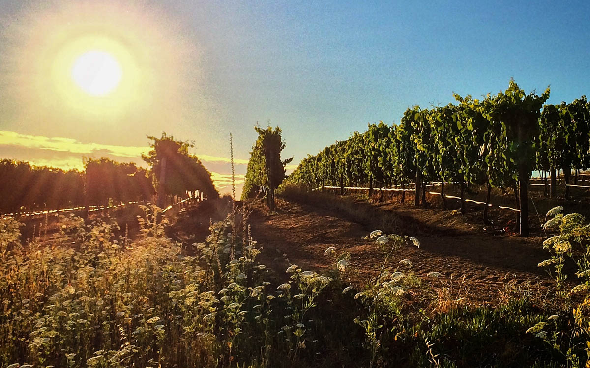 Kleine Zalze Weinberge