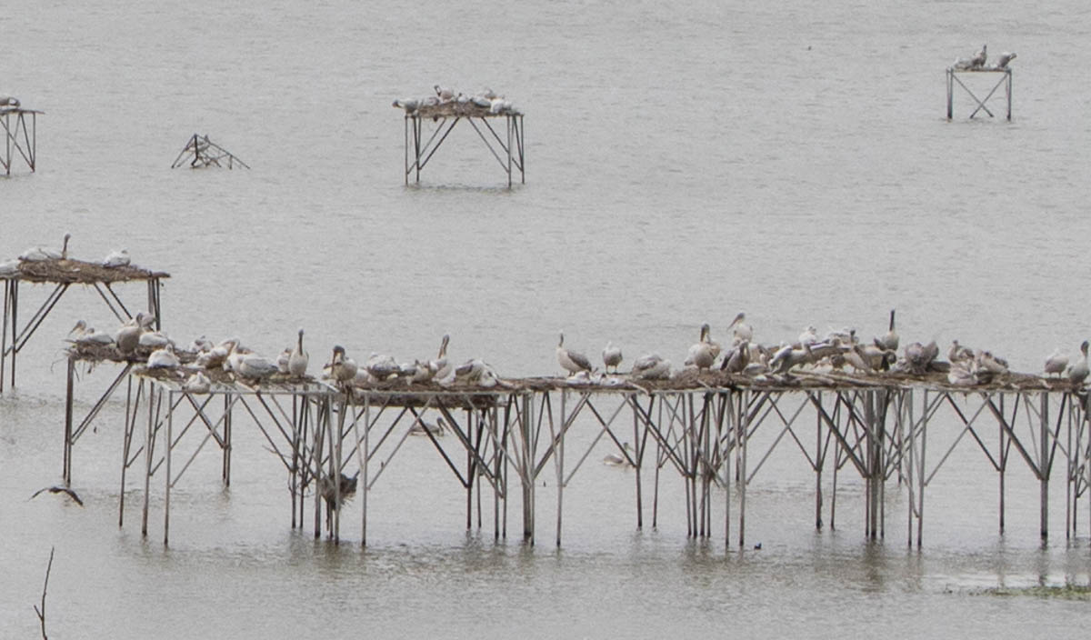 Pelikane Manyas See Türkei