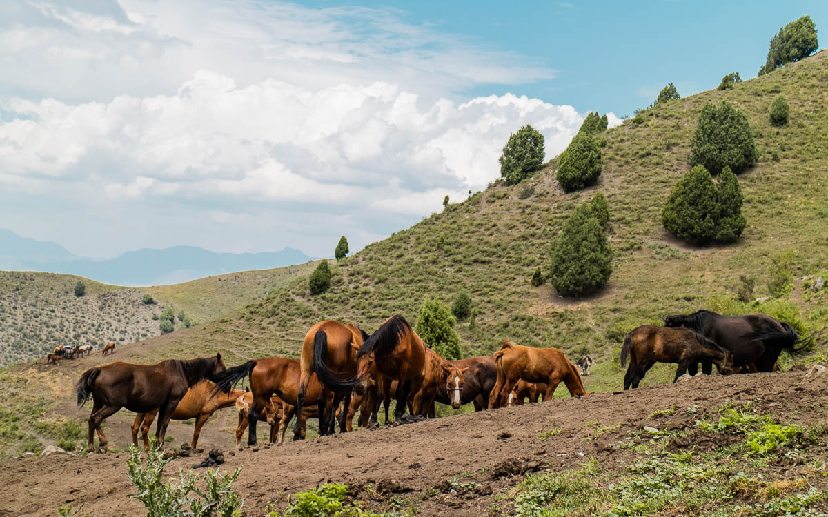 alai-mountains-pferde