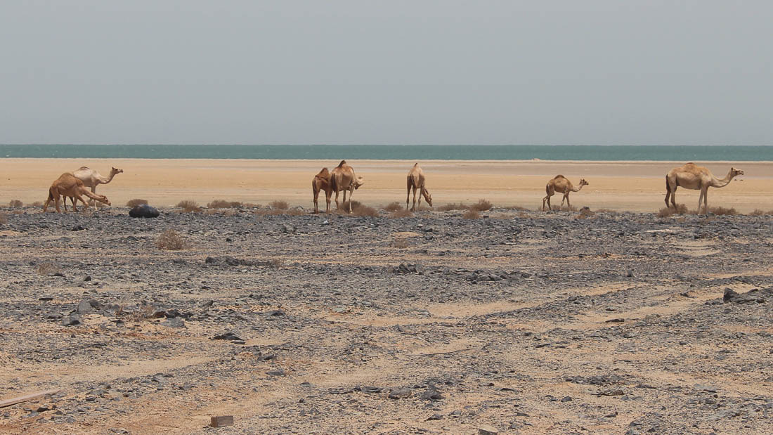 Kamele am Strand (Oman Reise)