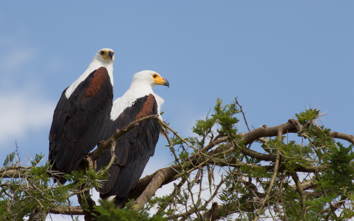African Fish Eagle - QENP