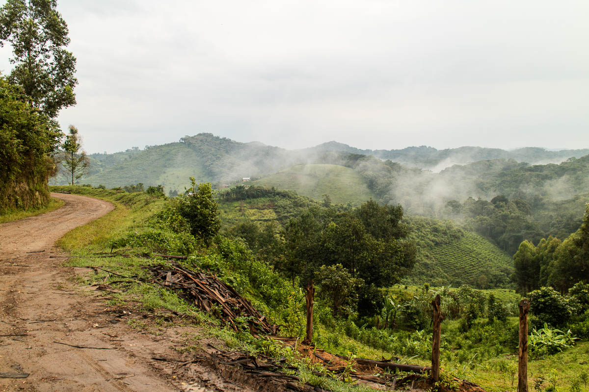 Gorilla Trekking Uganda Ausgangspunkt Bwindi Nationalpark