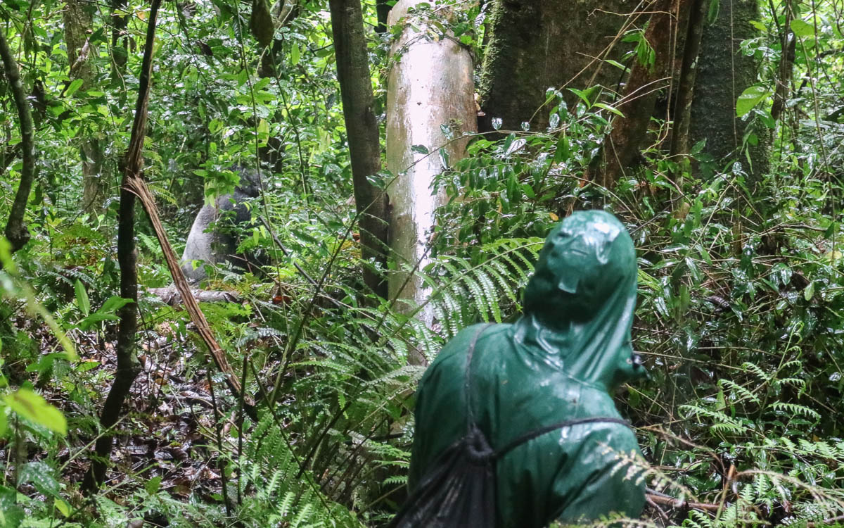 blick-silberruecken-makara-gorilla-trekking-uganda-bwindi