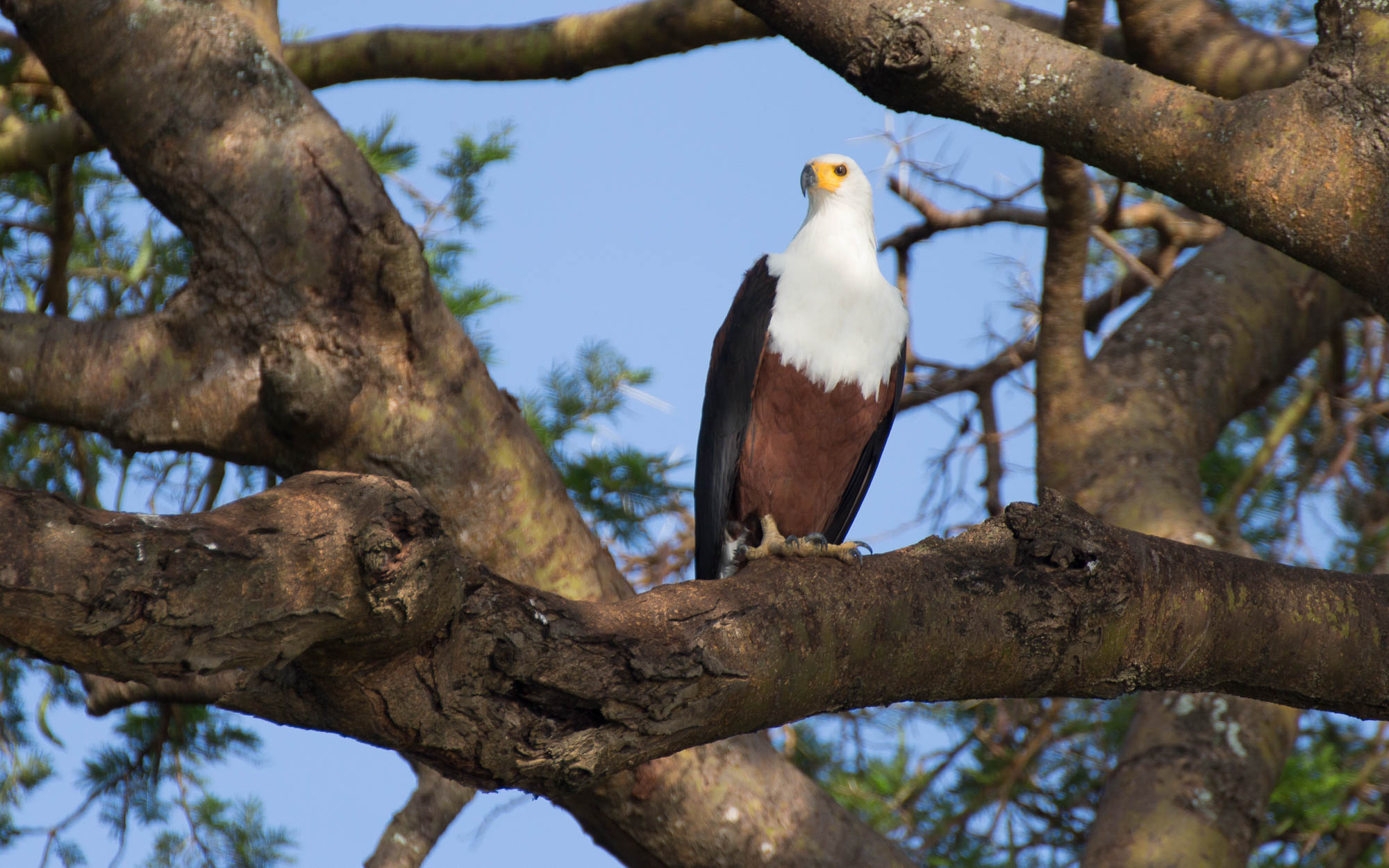 African Eagle im Murchison Falls NP