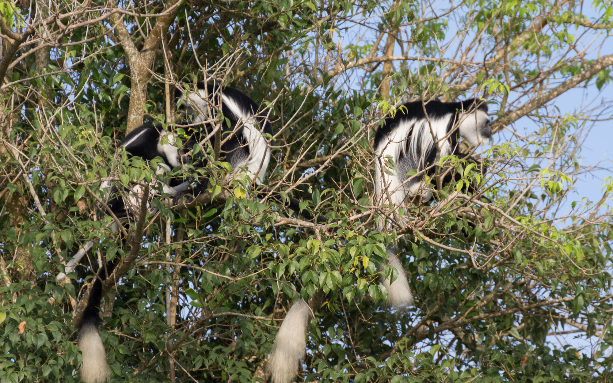 Schwarz-weiße Stummelaffen