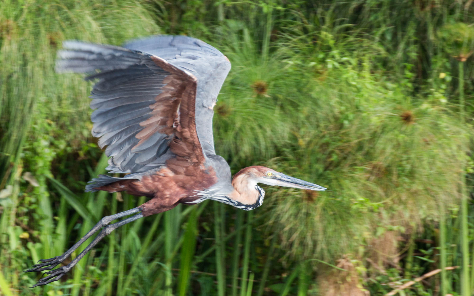 bootstour-delta-murchison-falls-heron-flug