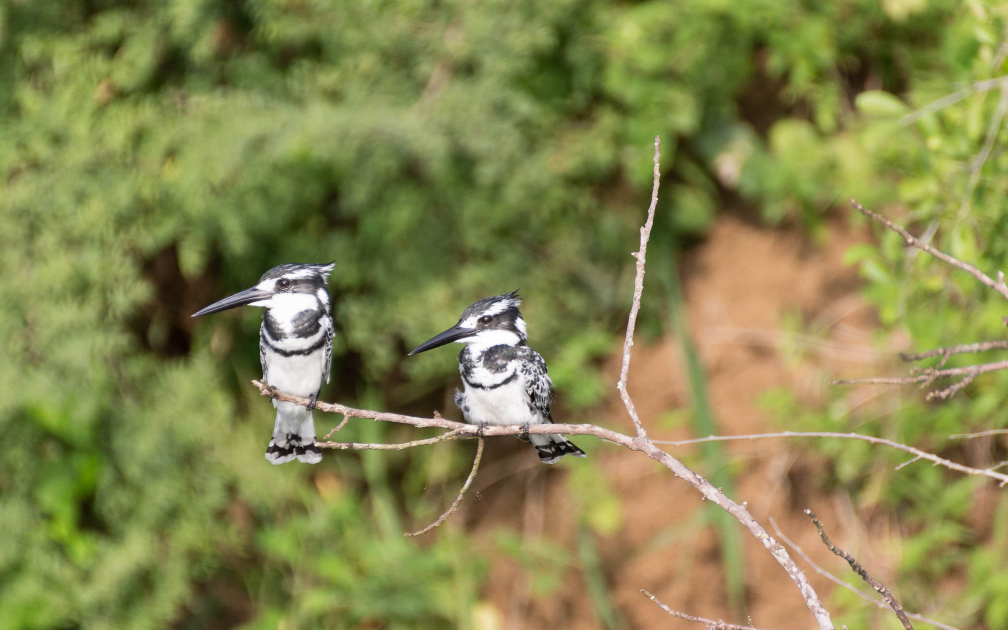 bootstour-delta-murchison-falls-kingfisher