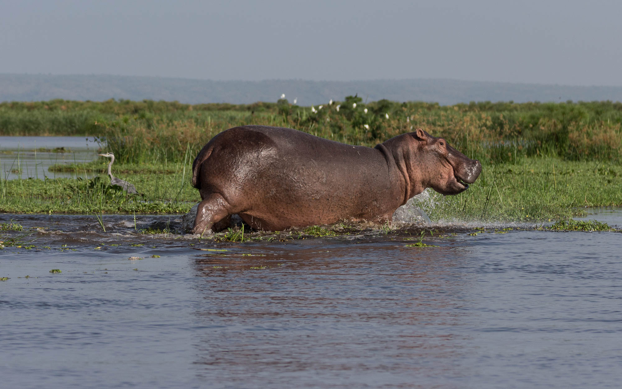 bootstour-delta-murchison-falls-lachendes-nilpferd