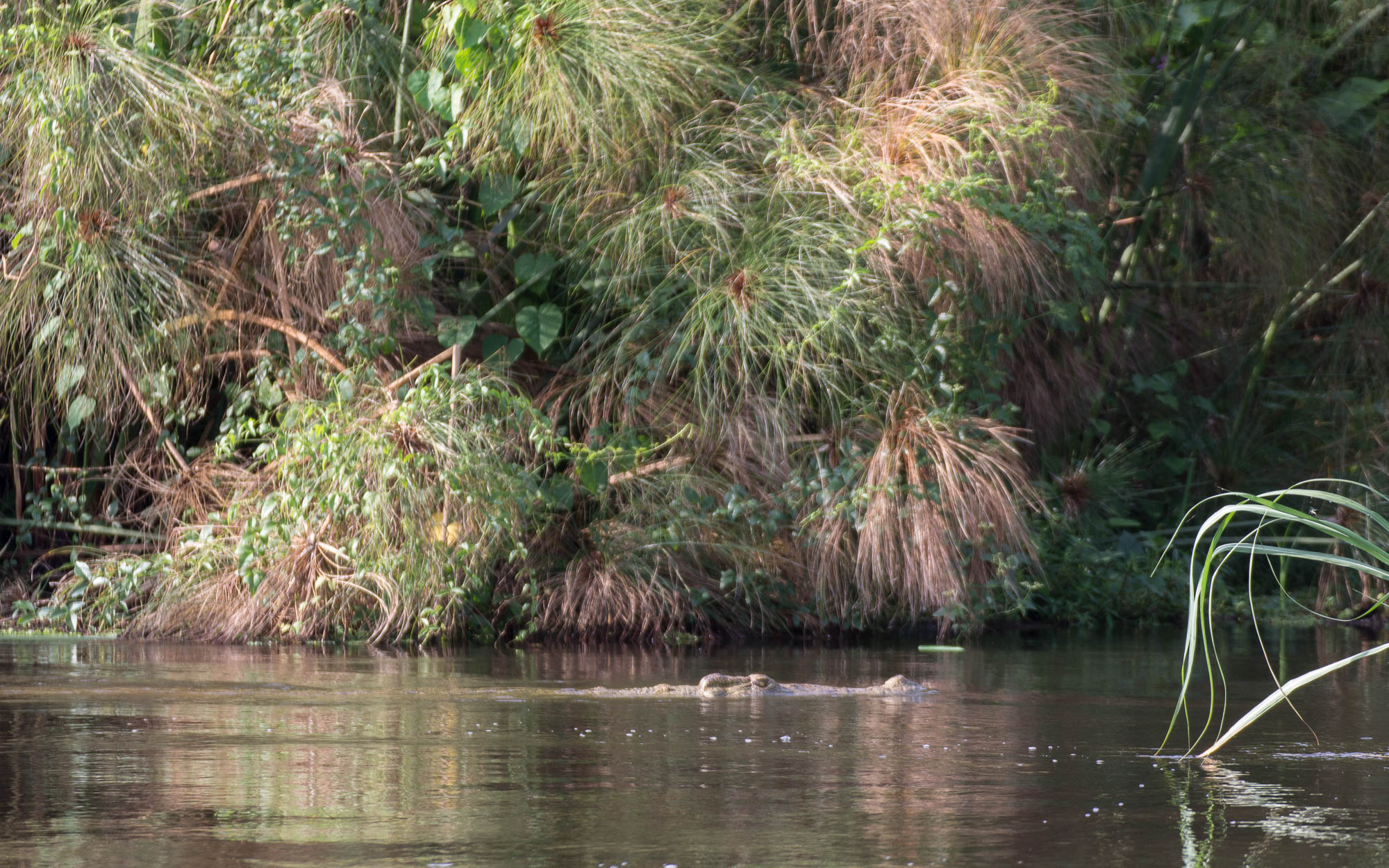Ein großes Nil-Krokodil