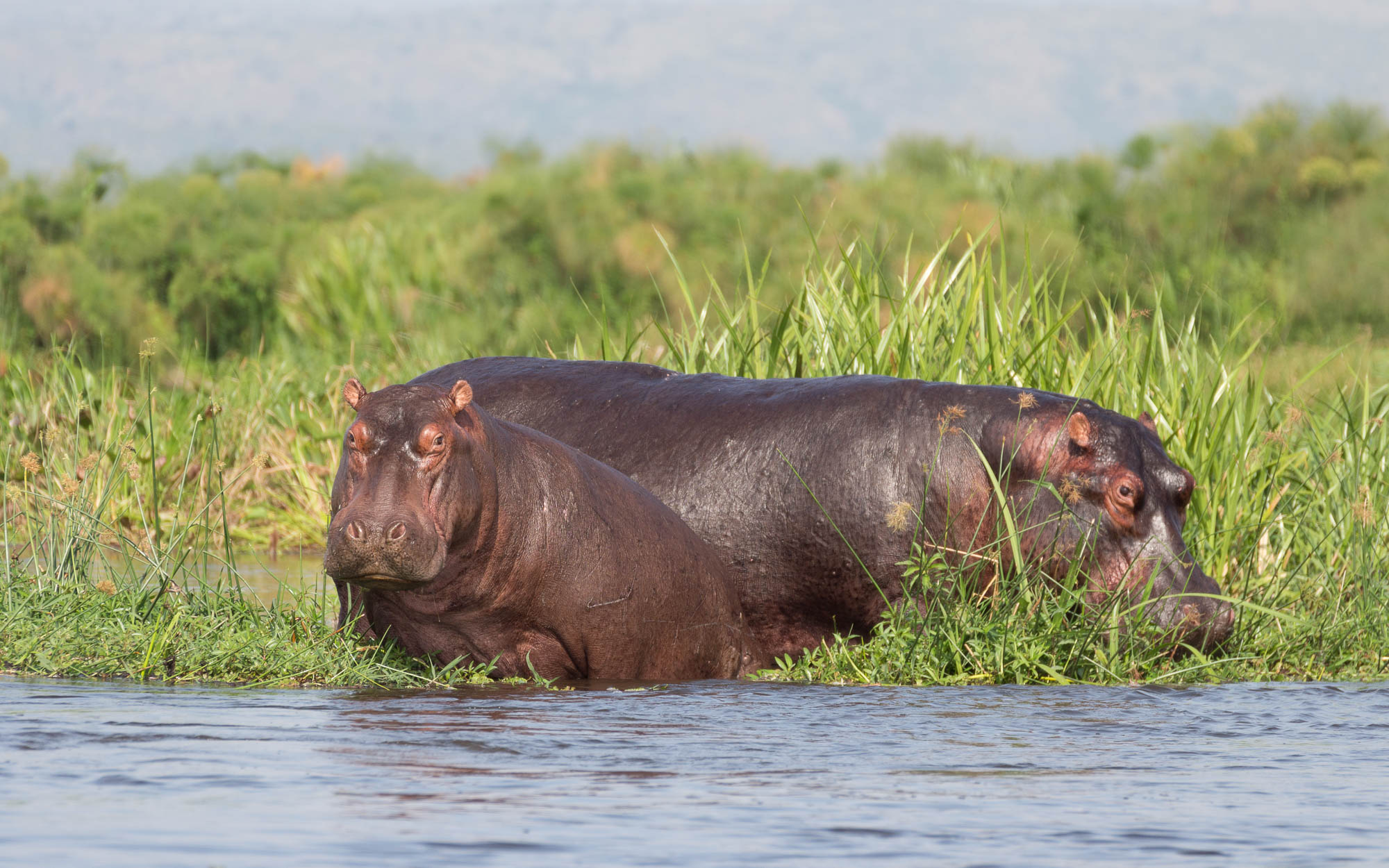 bootstour-delta-murchison-falls-nilpferd-55