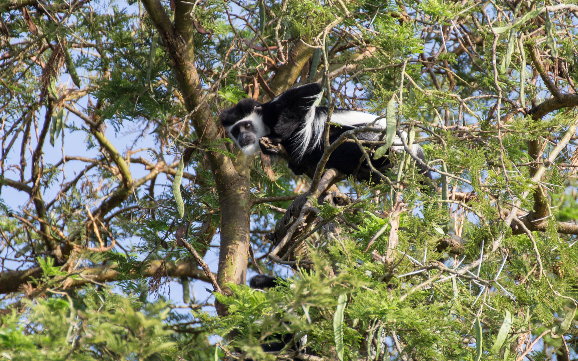 bootstour-delta-murchison-falls-schwarzweisser-stummelaffe