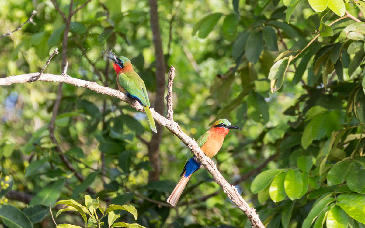 bootstour-delta-murchison-falls-voegel-schnappschuss