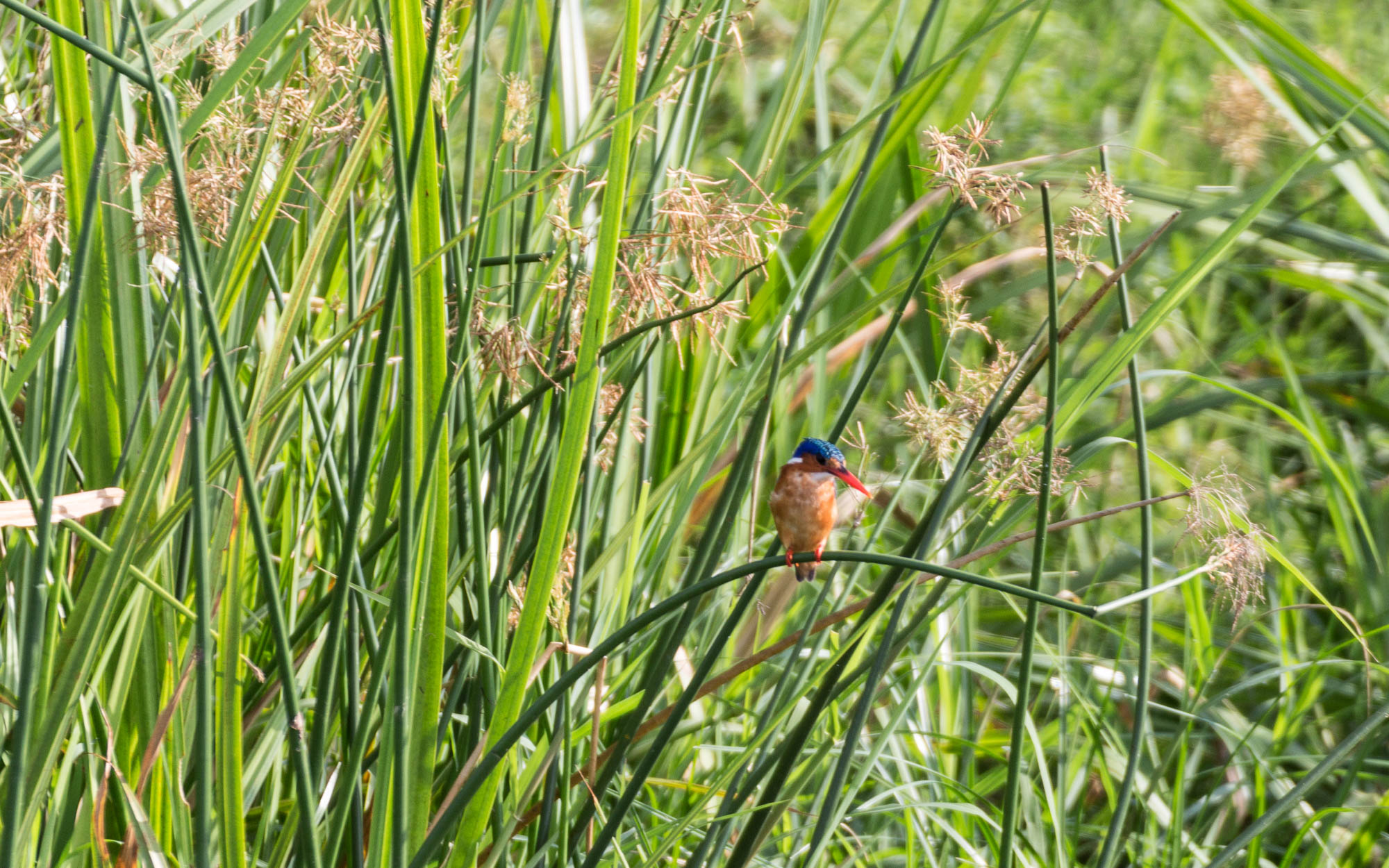 bootstour-delta-murchison-falls-vogel-selten