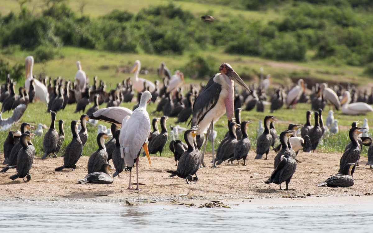 bootstour-kazinga-channel-voegel