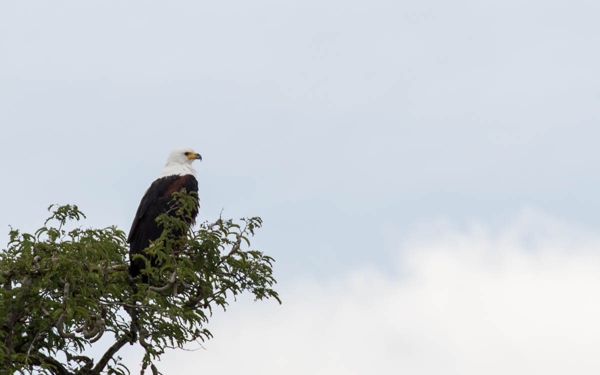 bootstour-murchison-falls-african-eagle