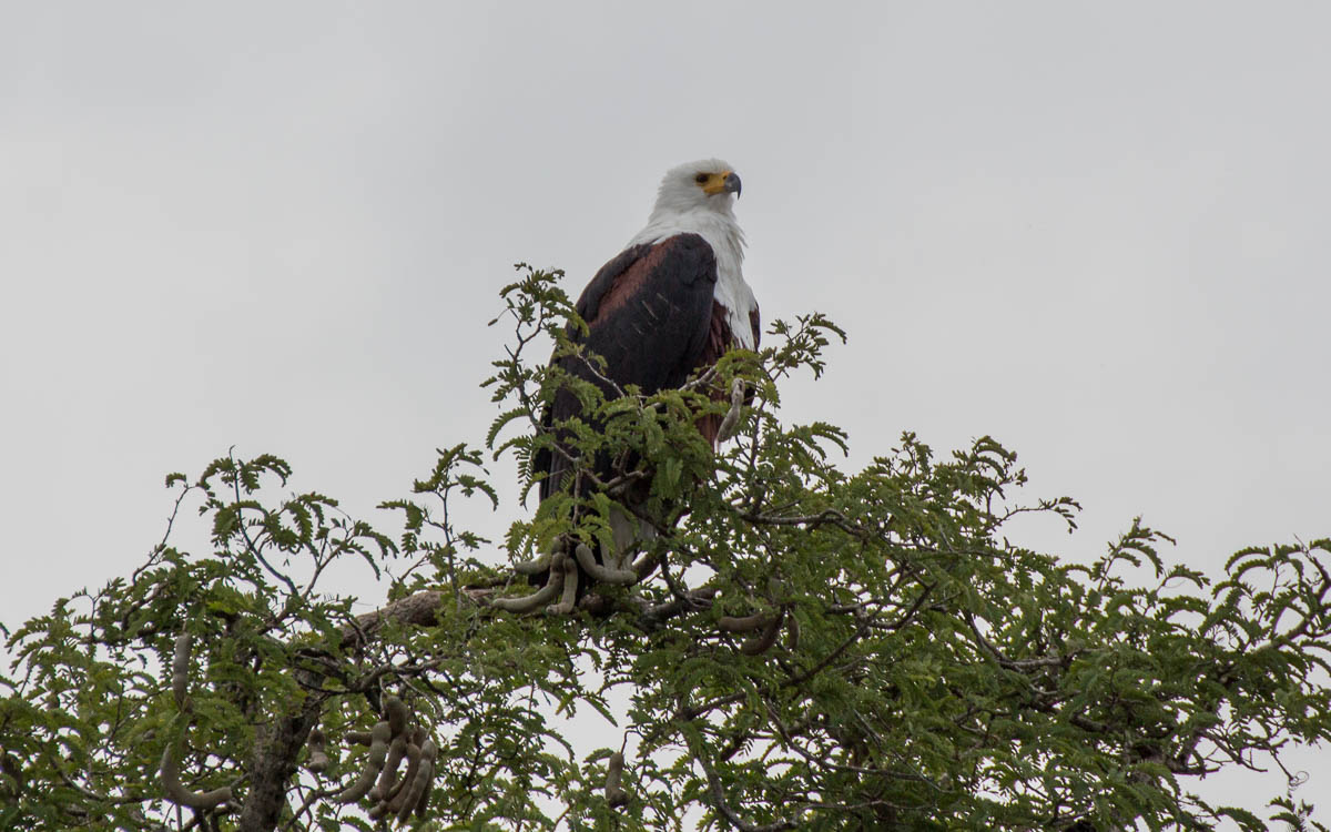 bootstour-murchison-falls-african-eagle2