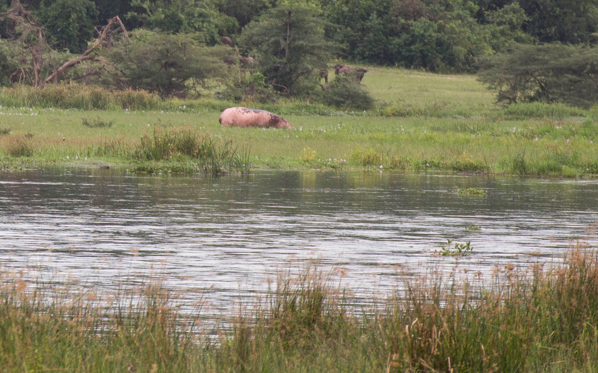 bootstour-murchison-falls-albino-hippo