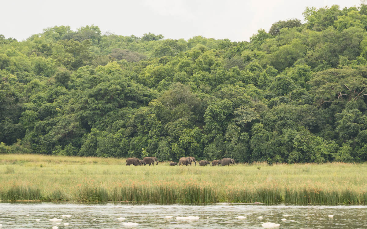 bootstour-murchison-falls-elefantenherrde