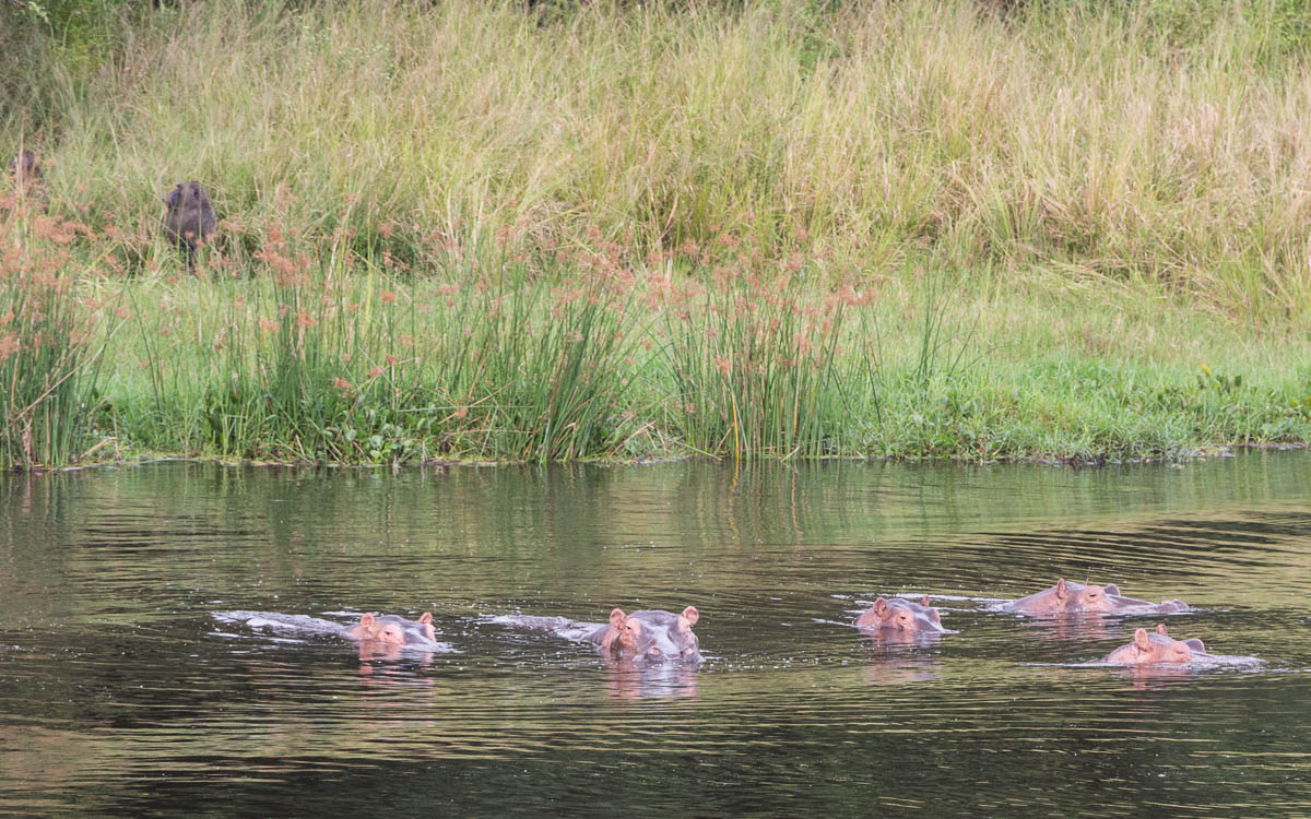 bootstour-murchison-falls-hippos-beobachten