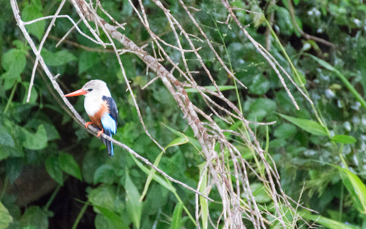 bootstour-murchison-falls-kingfisher