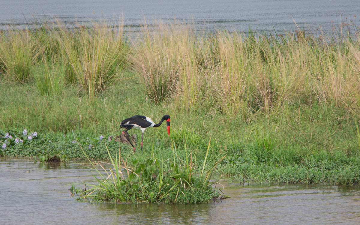 Sattelstorch Uganda