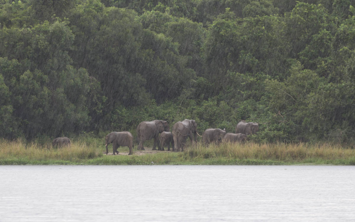 bootstour-murchison-falls-regen-elefanten