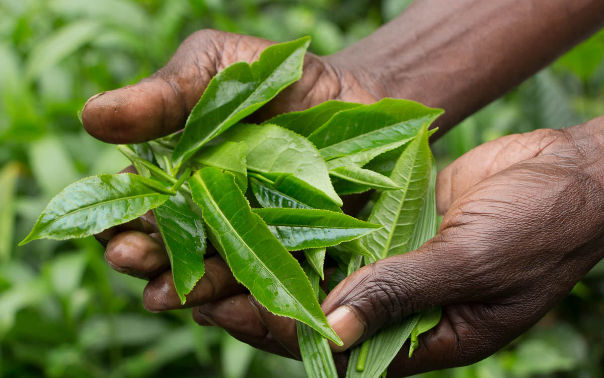 bwindi-nationalpark-buhoma-bwindi-lodge-15