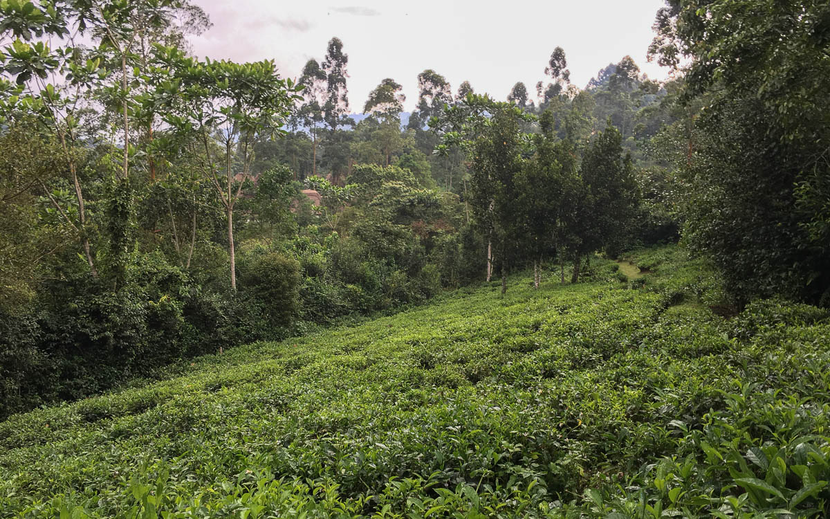 Teefelder als Pufferzone zwischen Mensch und Gorilla
