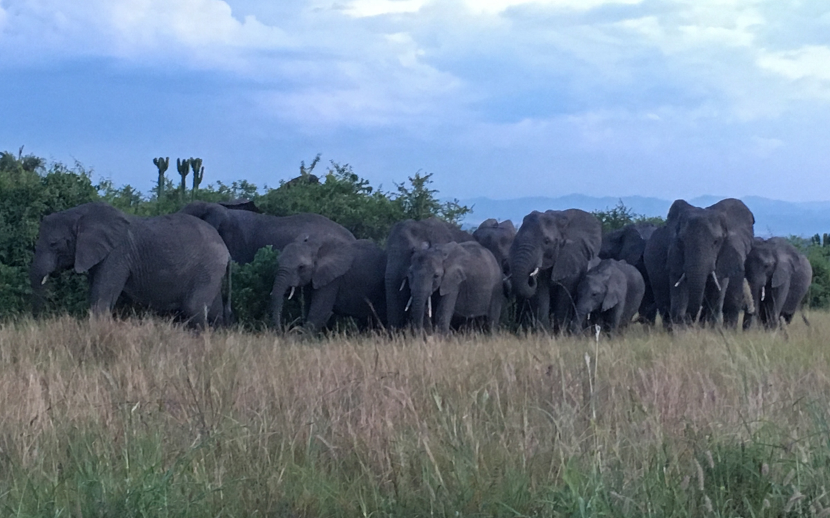 elefanten-game-drive-queen-elizabeth-np