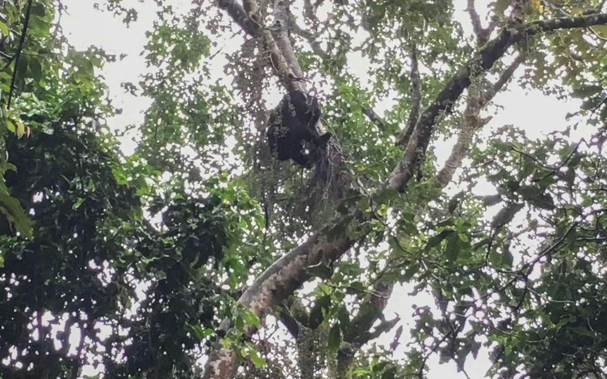 elsas-baby-gorilla-trekking-uganda-bwindi-nationalpark