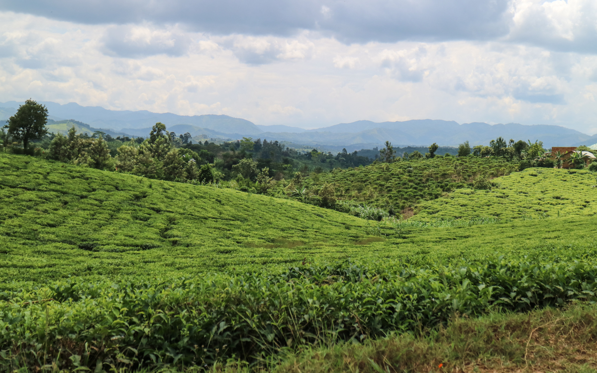fahrt-nach-buhoma-teefelder