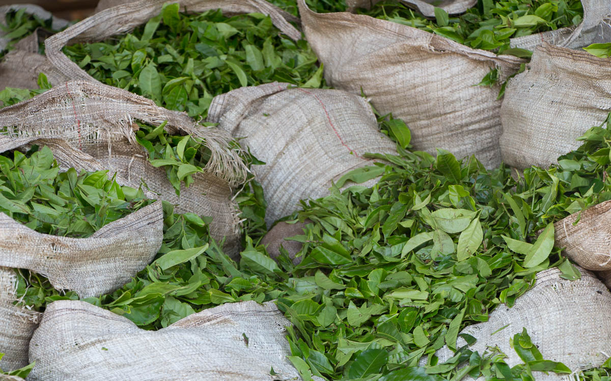 fort-portal-anlieferung-teeblaetter-teefabrik