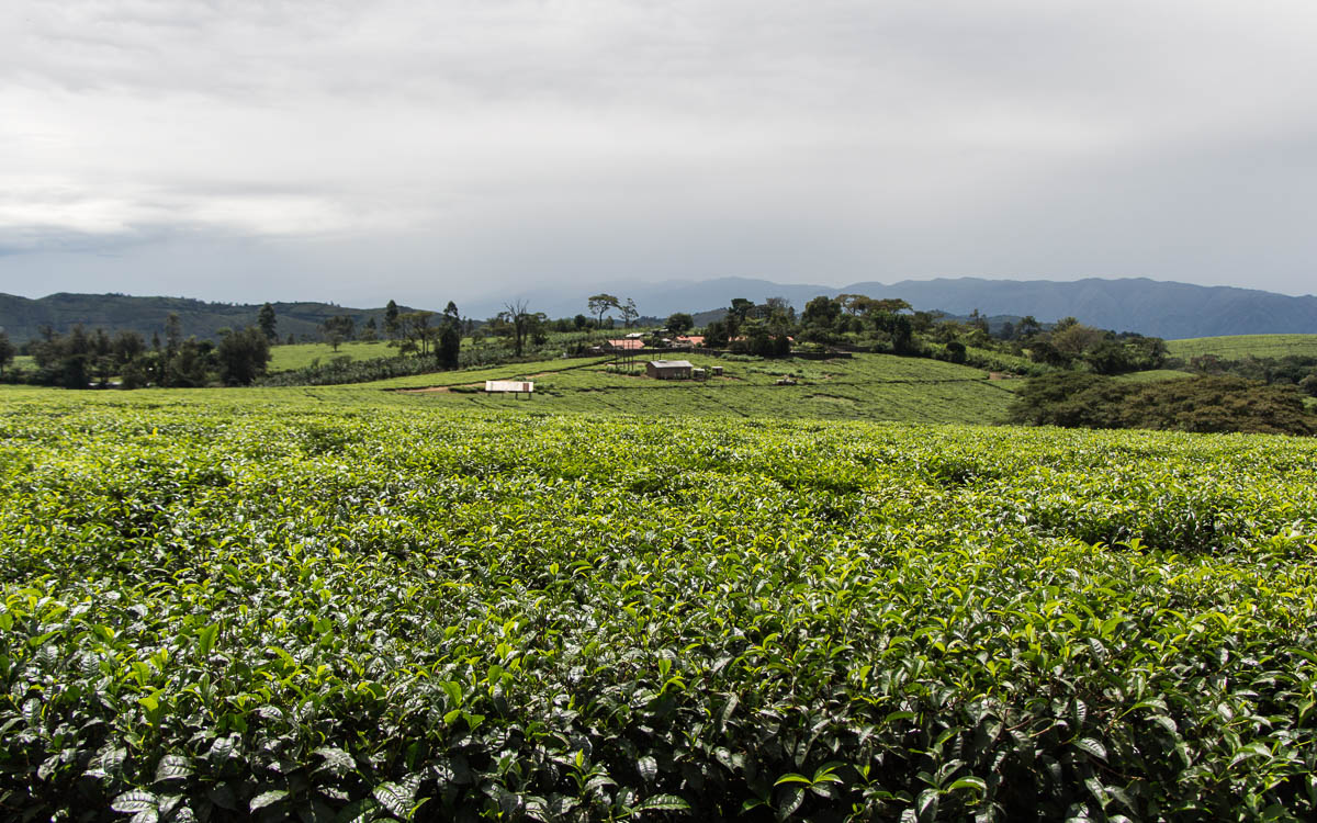 fort-portal-teeplantagen