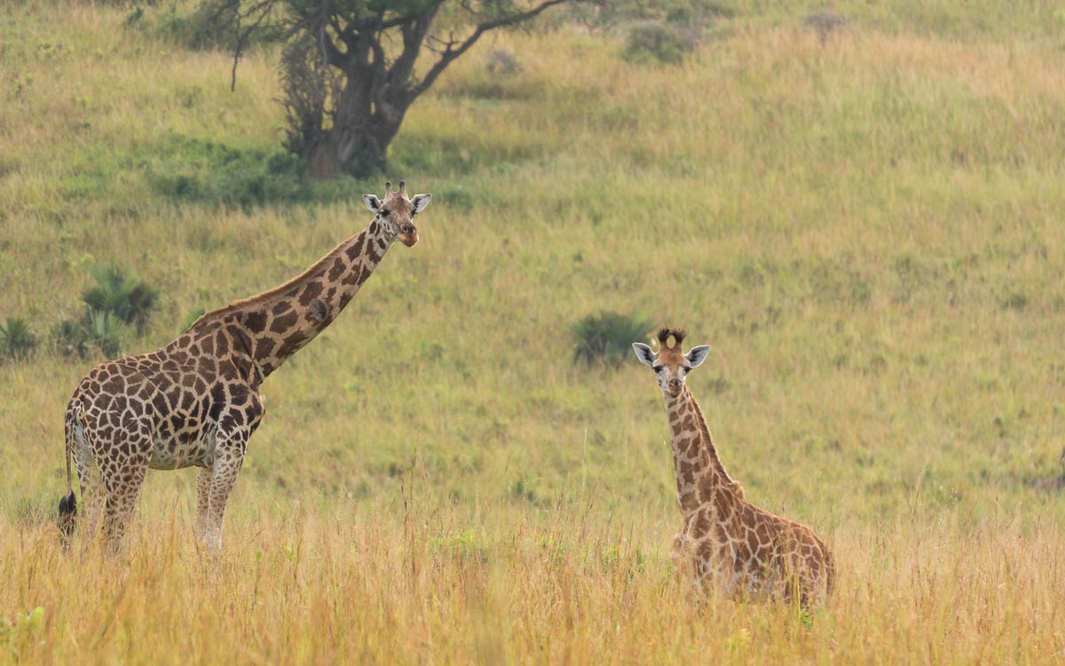 game-drive-murchison-falls-nationalpark-giraffen