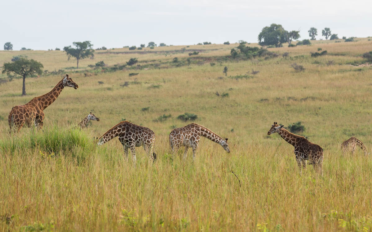 Murchison Falls Nationalpark Rothschildgiraffen