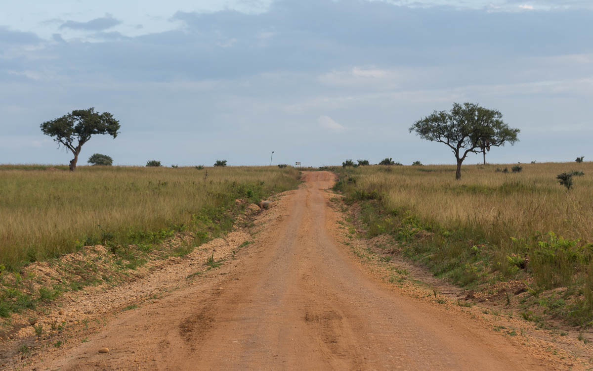 Game Drive im Murchison Falls Nationalpark – kaum ein anderes Auto triffst du hier