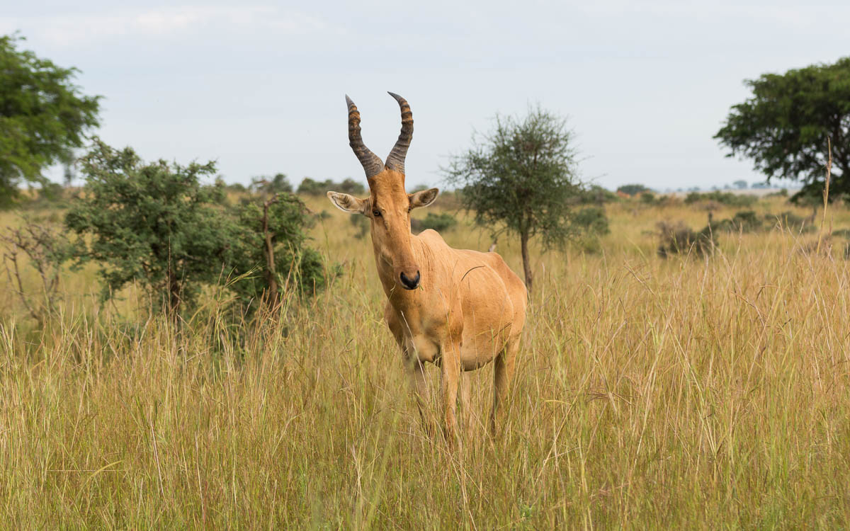 game-drive-murchison-falls-nationalpark-19