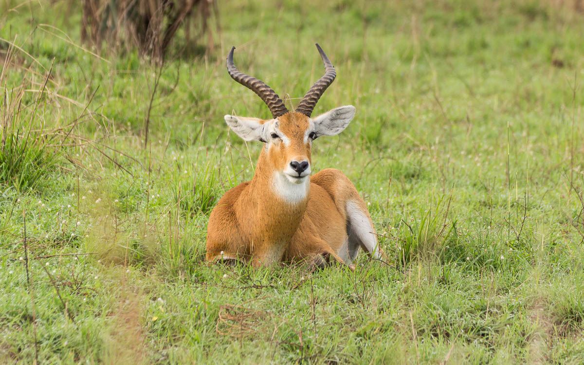 game-drive-murchison-falls-nationalpark-20